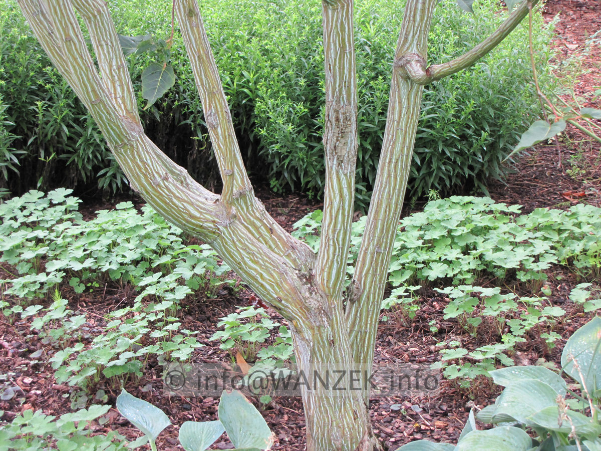 Acer davidii -Rinde groß.JPG